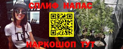 сатива Гай